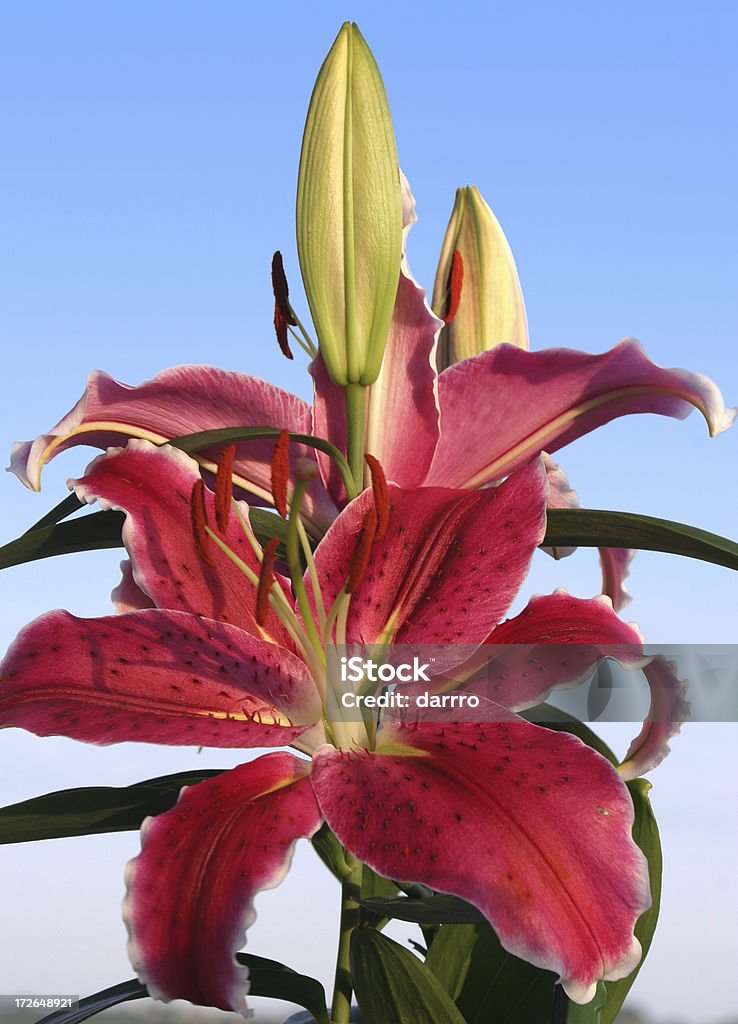 Lilium Stargazer - Lizenzfrei Blatt - Pflanzenbestandteile Stock-Foto