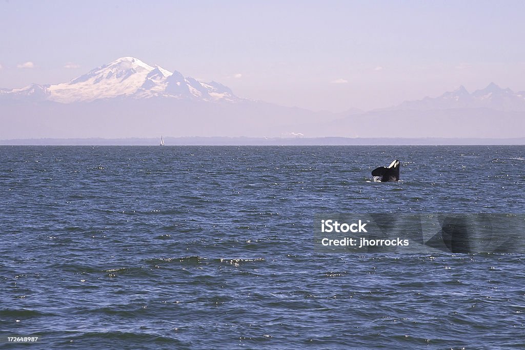 Orca - Photo de Épaulard libre de droits