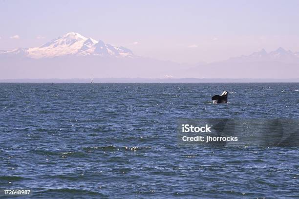Photo libre de droit de Orca banque d'images et plus d'images libres de droit de Épaulard - Épaulard, État de Washington, Observation des baleines