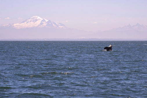 Panoramic photo of Mt. Baker with Orca breaching in the foreground.