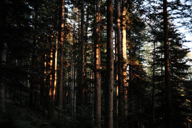 Sunset illuminating trees in the forest