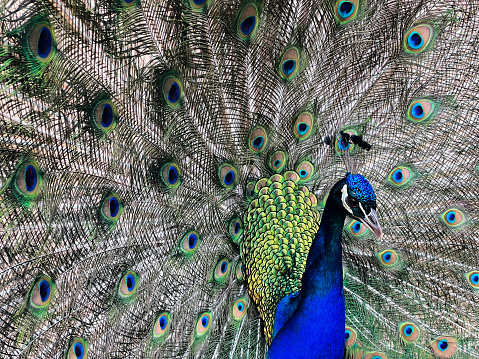 Beautiful Peacock With His Colors