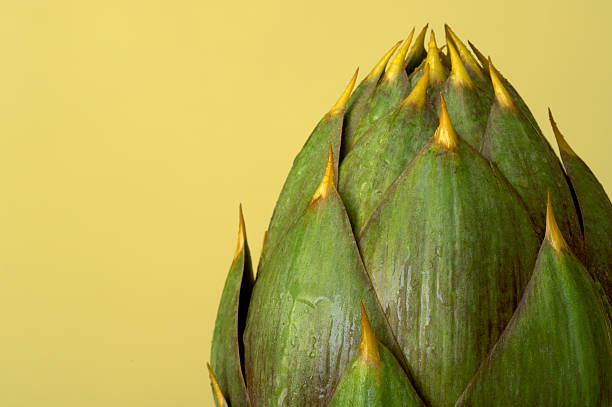Artichoke III