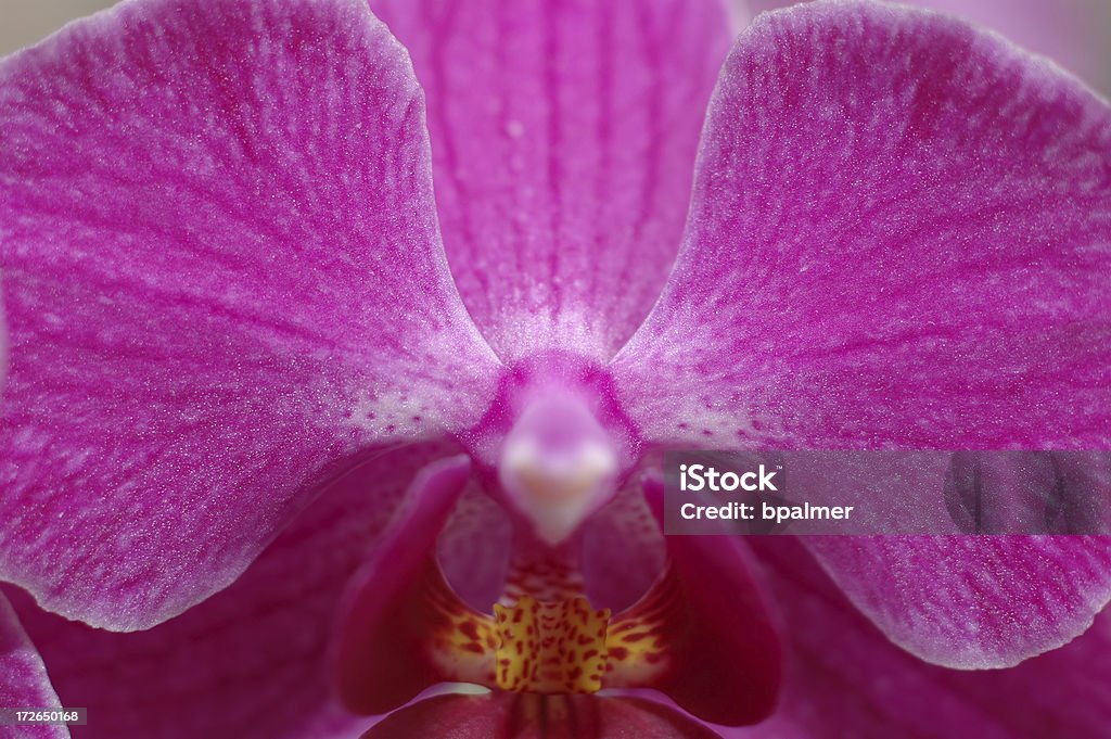 orchid macro shallow DOF shot of an orchid Blue Stock Photo