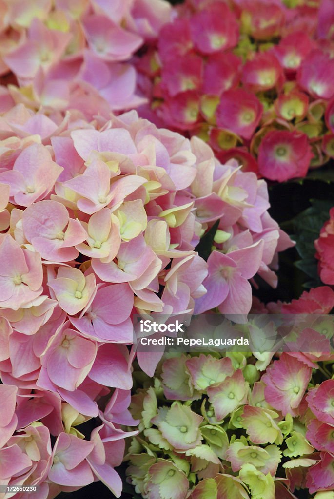 hydrangeas cor-de-rosa - Foto de stock de Beleza natural - Natureza royalty-free