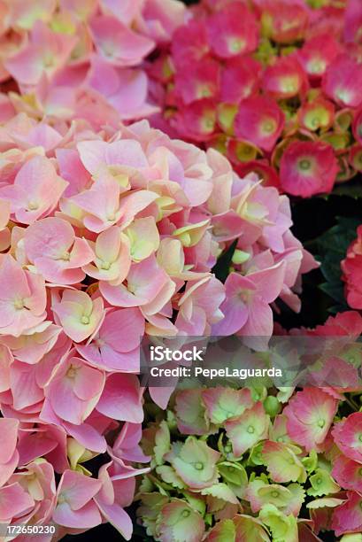Foto de Hydrangeas Corderosa e mais fotos de stock de Beleza natural - Natureza - Beleza natural - Natureza, Botânica - Assunto, Cabeça da flor
