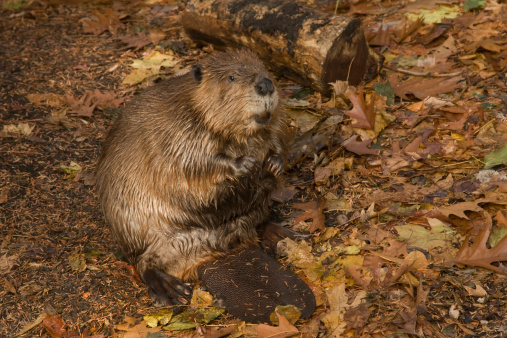Beaver.