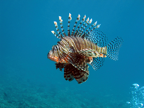 A lionfish prowls over the deep blue looking for food