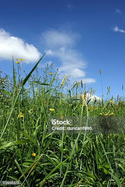 Prado De Verão - Fotografias de stock e mais imagens de Agricultura - Agricultura, Ajardinado, Alqueive