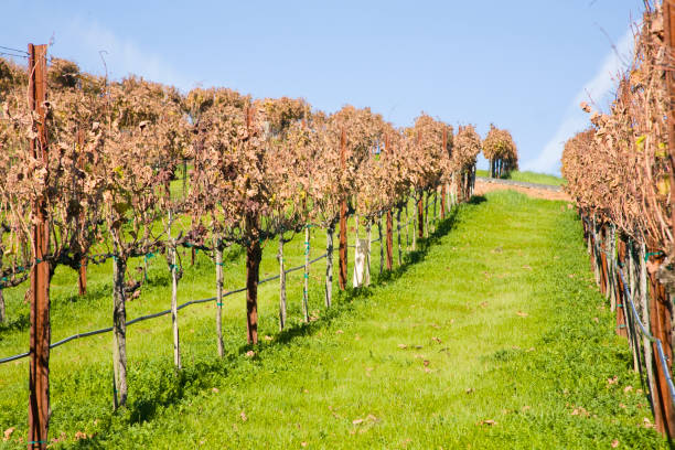istock Grapevines Awaiting Pruning in Winter Hillside VIneyard, California 172650376