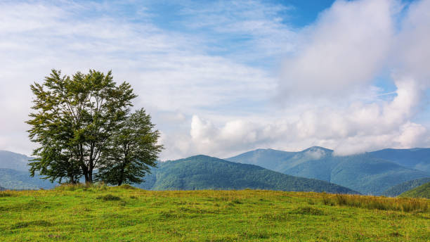 istock trees on the grassy meadow in morning light 1726503876