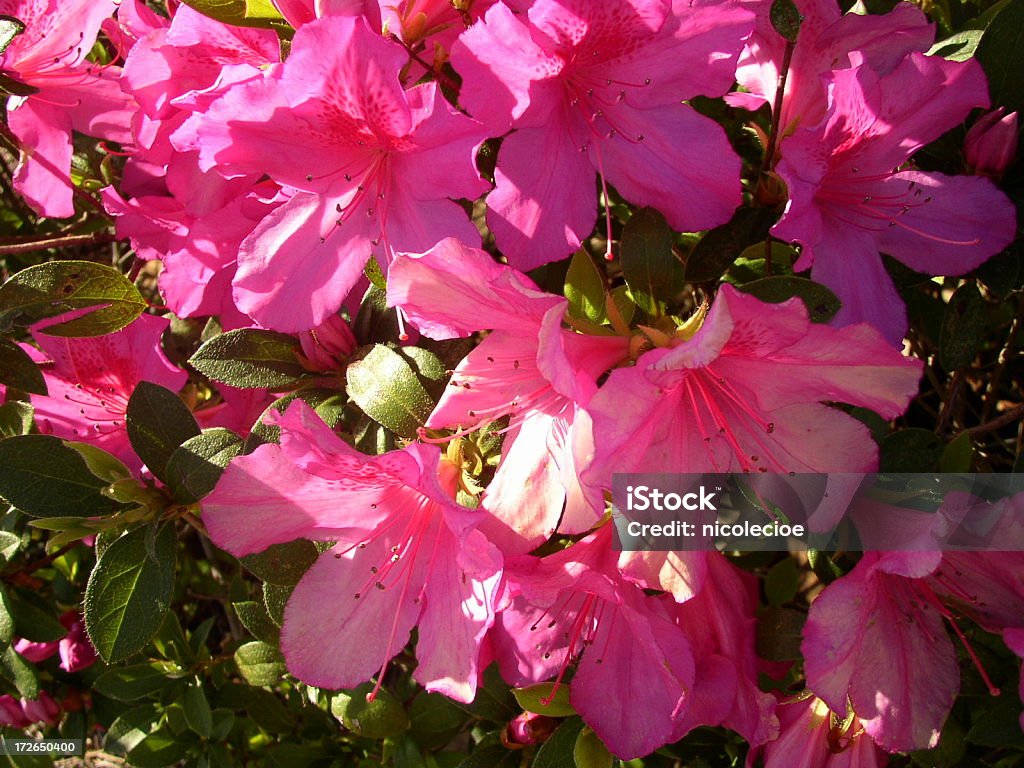 Розовые цветы - Стоковые фото Азалия роялти-фри