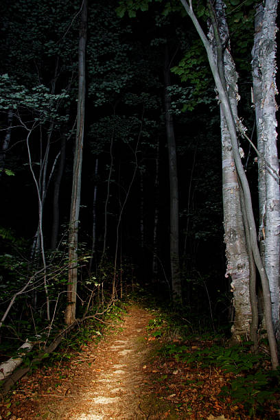 11,600+ Forest Trail At Night Stock Photos, Pictures & Royalty-Free ...