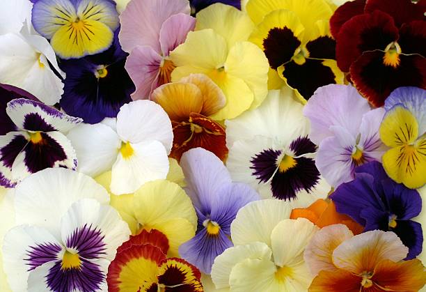 istock Varied and colorful overlapping pansies 172650408