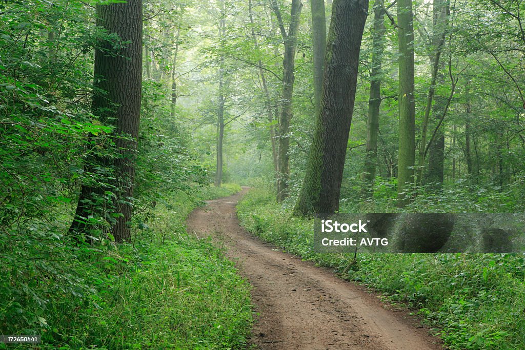 Chemin sinueux à travers forêt brumeuse - Photo de Arbre libre de droits