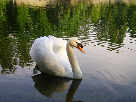 A white swan on the pond at sunrise in the public park in Pyin Oo Lwin, Myanmar.