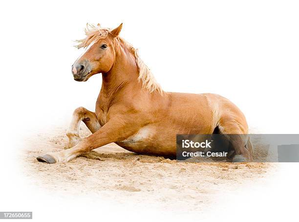 Brown Horse Broma 1 Foto de stock y más banco de imágenes de Actuación - Representación - Actuación - Representación, Animal, Arena