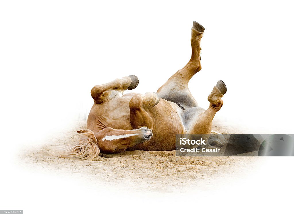 Cavallo marrone barzelletta 2 - Foto stock royalty-free di Animale