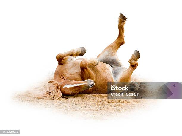 Cavallo Marrone Barzelletta 2 - Fotografie stock e altre immagini di Animale - Animale, Cavallo - Equino, Cavallo di razza Shire