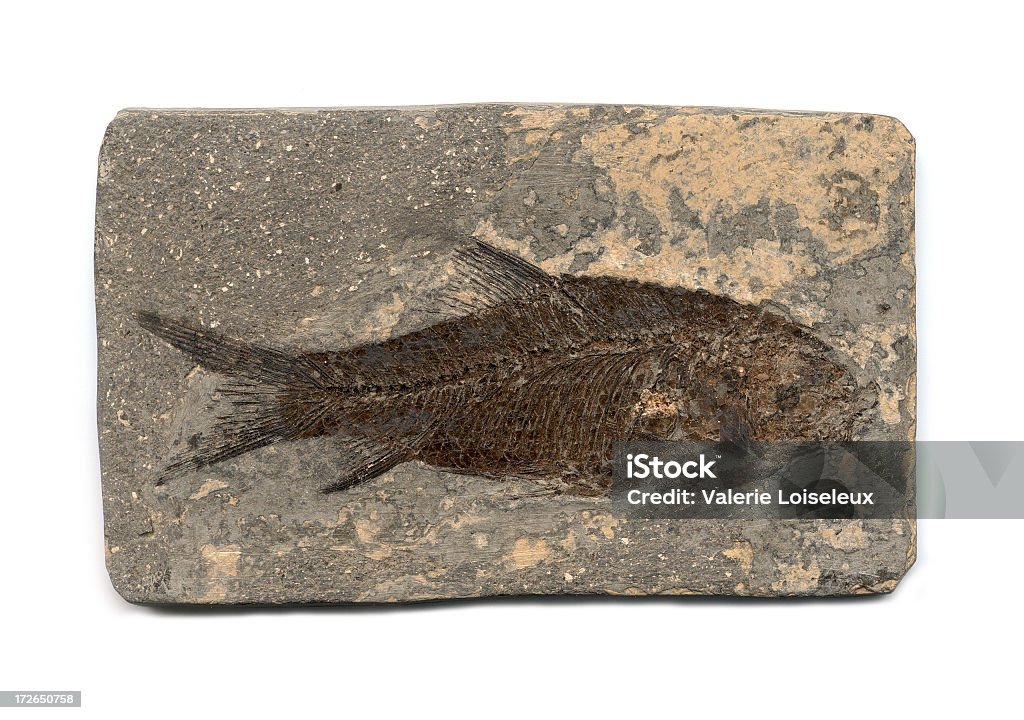 Pescado fósil - Foto de stock de Fósil libre de derechos