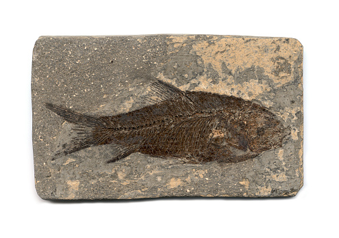 A fossilized fish. Native of Hu bei, China, 55 million years.