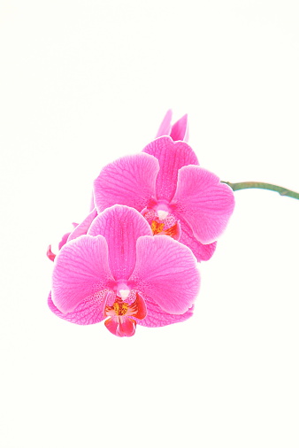 Pink orchids showing detail of flowers