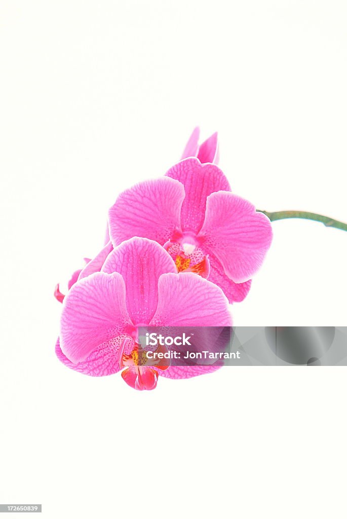 Orchid flowers Pink orchids showing detail of flowers Moth Orchid Stock Photo