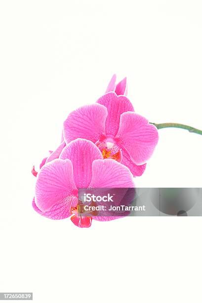 Orchid Flowers Stock Photo - Download Image Now - Moth Orchid, Orchid, Pink Color