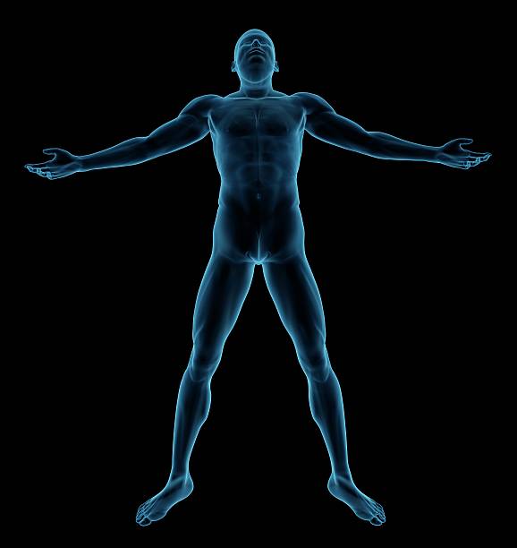 menschlichen körper eines mannes, stehend und robust - arms outstretched men anatomy front view stock-fotos und bilder