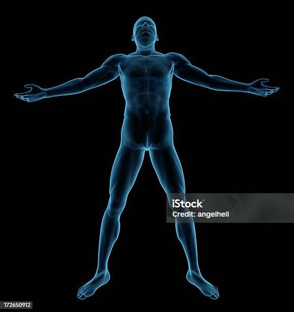 Human Body Of A Man Standing And Tough Stock Photo - Download Image Now - Adult, Anatomy, Arms Outstretched