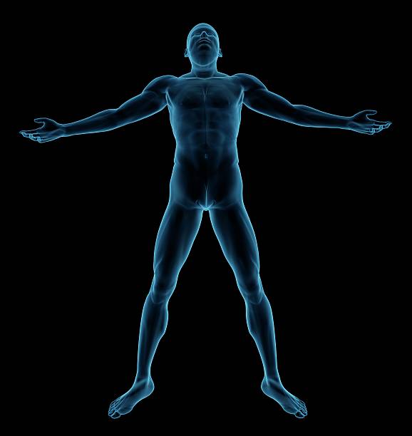 corpo humano de um homem de pé e firme - arms outstretched men anatomy front view imagens e fotografias de stock