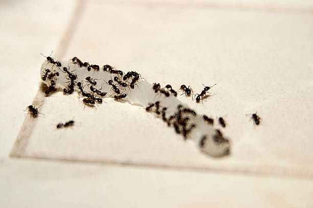 Ants eating onion Ants are eating onion on the kitchen tile floor. ant stock pictures, royalty-free photos & images