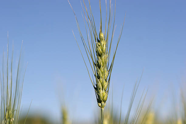 farm: trigo 02 - genetic research rural scene wheat photosynthesis fotografías e imágenes de stock