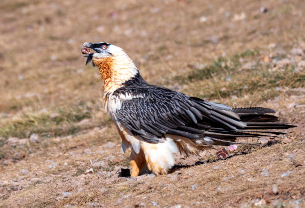 istock Bearded Vulture in the Pyrenees, Spain. 1726511619