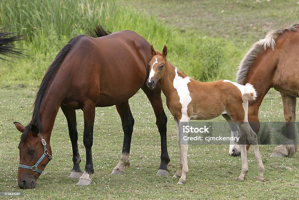 Pony - Photo de Cheval libre de droits
