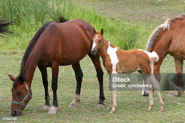 Photo libre de droit de Pony banque d'images et plus d'images libres de droit de Cheval - Cheval, Concepts, Famille d'animaux