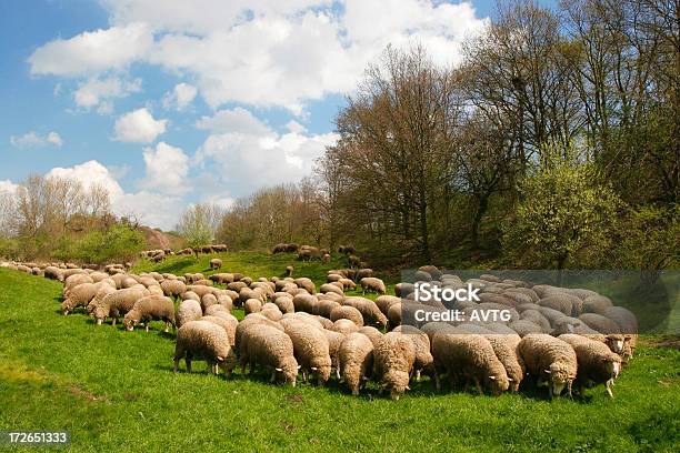 Foto de Ovelhas e mais fotos de stock de Abril - Abril, Agricultura, Ajardinado