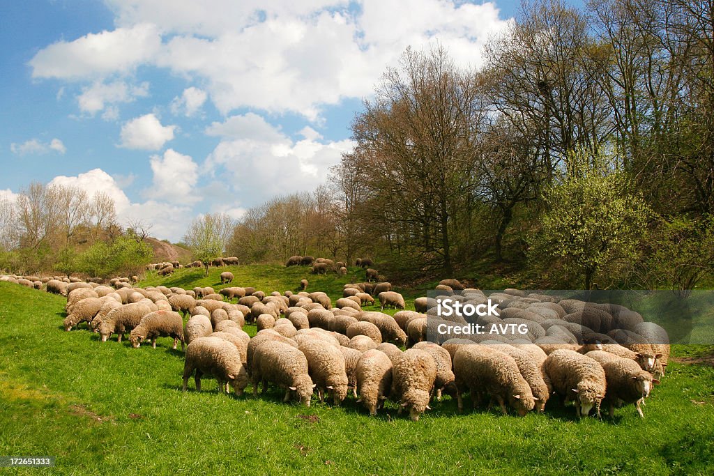 Овца - Стоковые фото Апрель роялти-фри