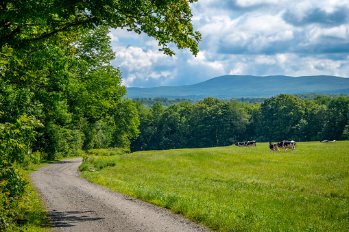 Rural scene with field, cows, dirt road, forest and mountain, Greensboro, Vermont, New England, United States. Photo taken in August 2023.