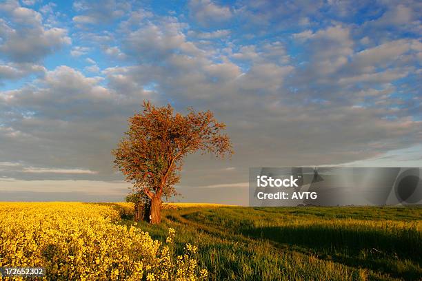 Nos Campos - Fotografias de stock e mais imagens de Agricultura - Agricultura, Ao Ar Livre, Azul