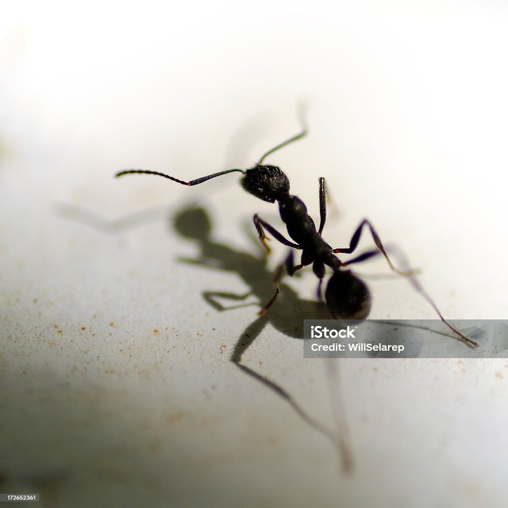 Insectos - Foto de stock de Abdomen libre de derechos