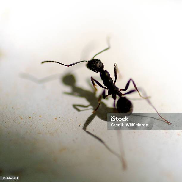 곤충 개념에 대한 스톡 사진 및 기타 이미지 - 개념, 개미, 개미 집