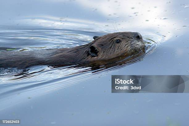 Foto de Natação Beaver e mais fotos de stock de Castor - Castor, Natação, Canadá