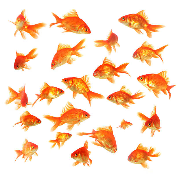 istock Group of fishes 172652440