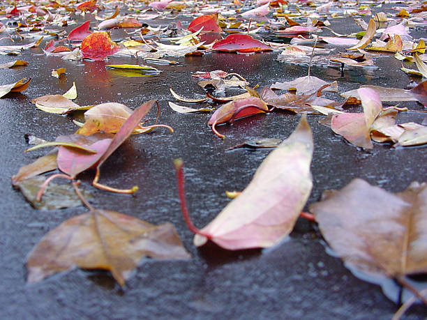 Foglie di autunno bagnato - foto stock