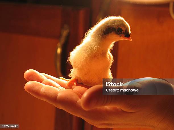 Fragile Stock Photo - Download Image Now - Affectionate, Agriculture, Animal