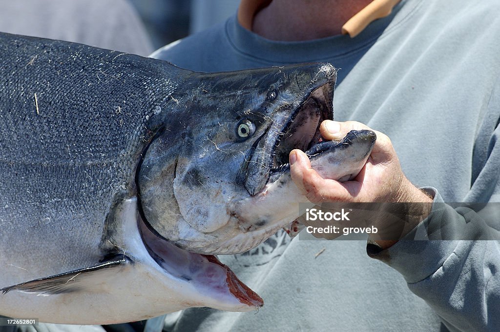 Der Fang des Tages - Lizenzfrei Fischen Stock-Foto