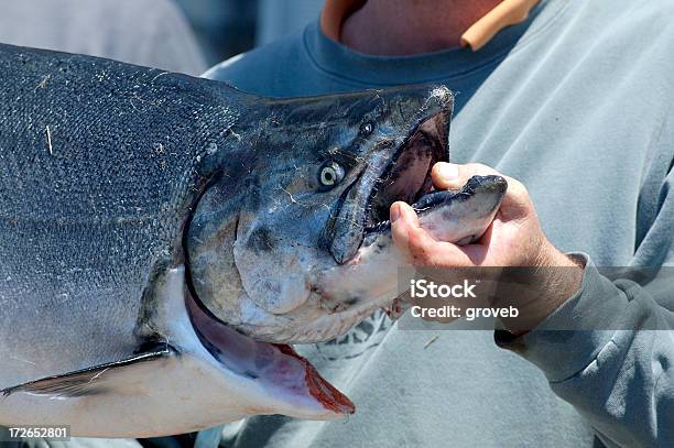 Der Fang Des Tages Stockfoto und mehr Bilder von Fischen - Fischen, Charter-Boot, Wasserfahrzeug