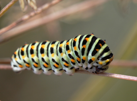 Swallowtail caterpillar with little depth of field.