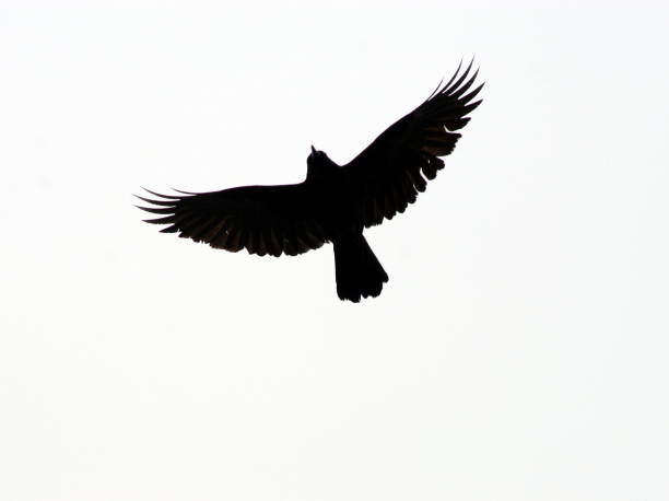 istock Silhouette Of Bird 172652978